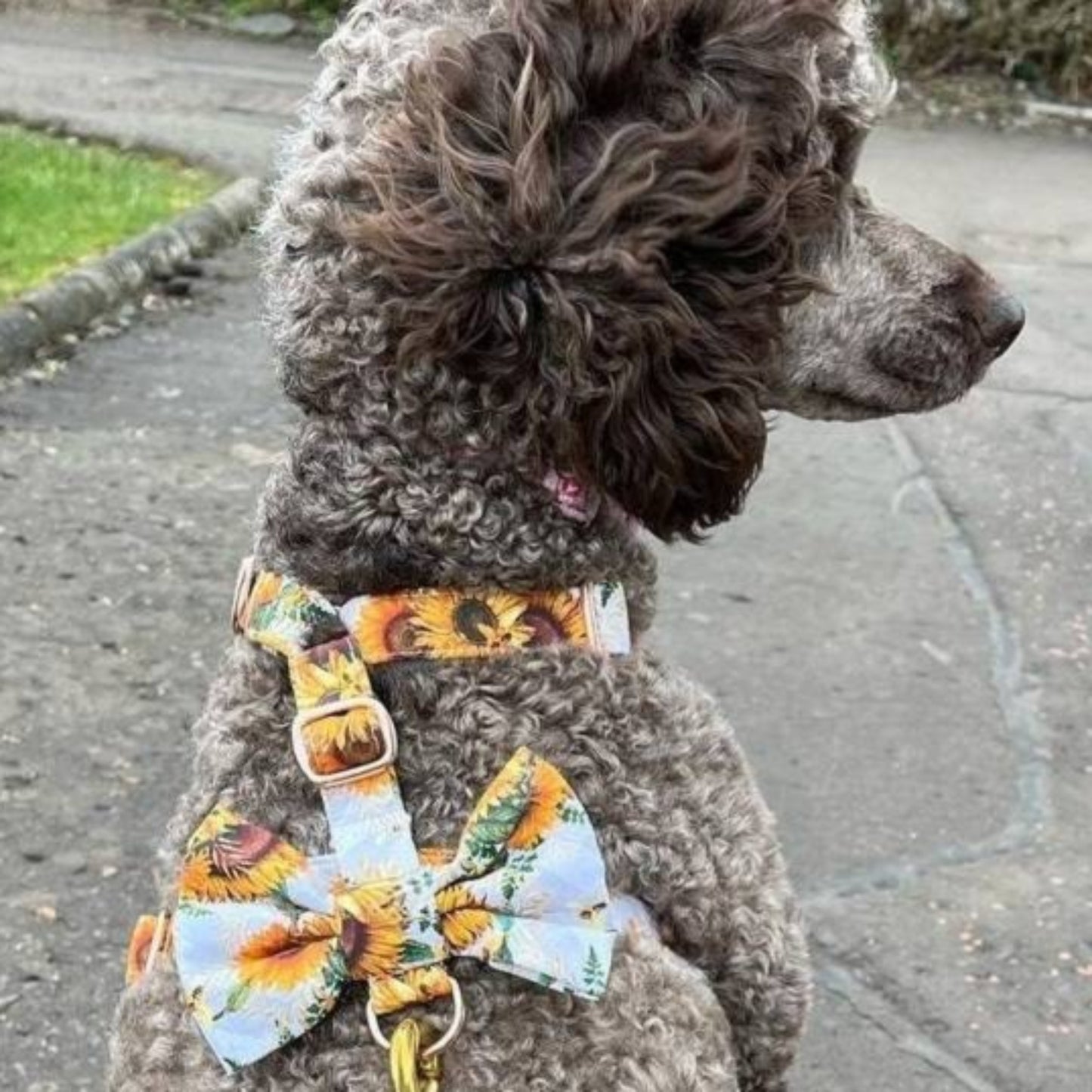 Dog Harness in Summer Sunflower Design