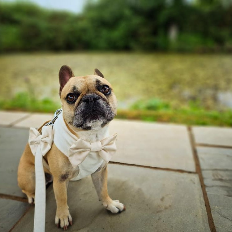 Tuxedo Wedding Dog Harness in Beige & Sage Natural Linen Style TEXTURED Fabric with Sage Satin Bow CHOICE of COLOURS